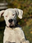 European Puppy Winner Dogo Argentino 