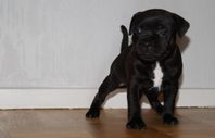 Staffordshire Bullterrier valpar. Hanar. 