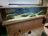 Stort akvarium 1200 liter