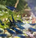 Neocaridina, räkor. Blue Diamond.