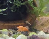 Neocaridina, räkor. Orange Sakura.