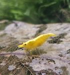 Neocaridina, räkor. Yellow Golden Back.