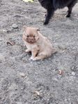 Pomeranian/Chihuahua 