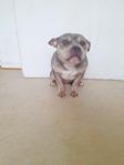 American bully merle (liten pocket) 