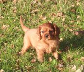 Cavalier king Charles spaniel SKK reggad