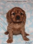 Cavalier king Charles han valp SKK reggad