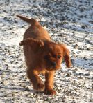 Cavalier king Charles spaniel SKK reggad