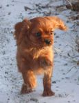 Cavalier king Charles spaniel SKK reggad