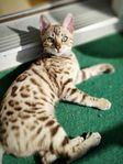 Omplacering Bengal, renrasig hona, intelligent minileopard