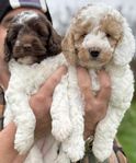 Australian Labradoodle (multigeneration)