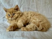 Selkirk Rex-kattungar