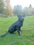 Border Collie, Australien Kelpie & Golden retriever kille