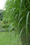 Miscanthus Giganteus (Elefantgräs)