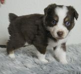 Miniature American Shepherd 