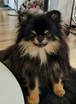 Pomeranian 