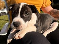 leveransklara valpar - amstaff/bully blandras 