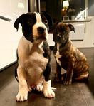 leveransklara valpar - amstaff/bully blandras 