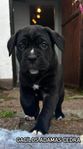 LEVERANSKLARA CANE CORSO VALPAR 