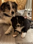 Miniature American shepherd