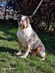 olde english bulldog valp 