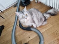 Vuxen steriliserad Maine Coon/Norsk Skogkatt säljes