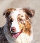 Australian Shepherd tik