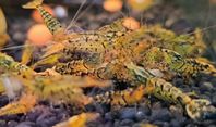 Caridina Räkor 