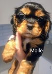 Leveransklara Cavalier King Charles Spaniel valpar 