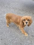 Cavalier king Charles Spaniel 