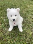 Underbara samojed valpar säljes