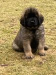 Leonberger valpar 