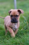 Bullmastiff / Bulldog / DDB 