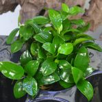 Anubias växter