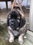 Leonberger valp