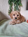 Maltipoo 