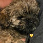 Shihtzu/LhasaApso tikvalpar