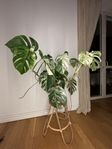 Monstera variegata 