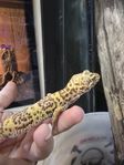 Leopardgecko