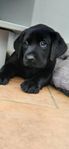 Labrador retriever valpar