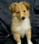 Shetland Sheepdog valpar