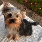 Yorkshireterrier valp Skk stamtavla 