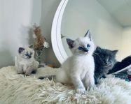 kattungar Ragdollmix 