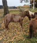 Hingst rödskimmel född 2023