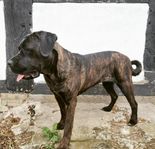 Cane Corso tik 