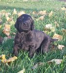 Flatcoated Retriever 