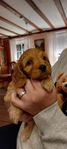 Cavapoo valp