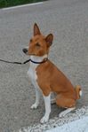 Basenji tik säljes med bibehållen avelsrätt 