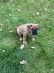 Blandrasvalpar Boxer/Cane Corso