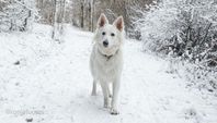 Vit Herdehund valpar väntas, SKK