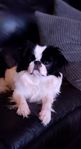 Japanese chin tikvalp 